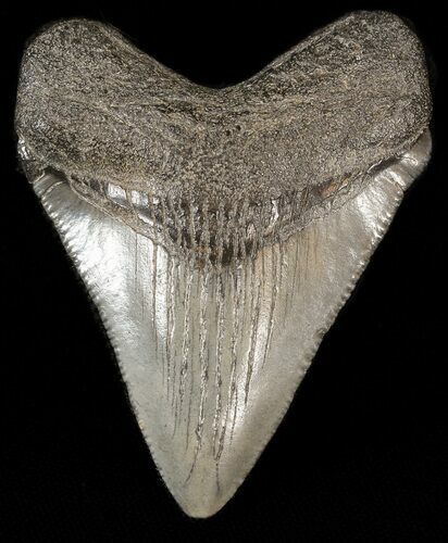 Megalodon Tooth - South Carolina #43589